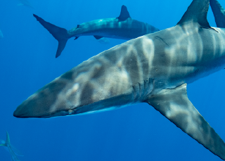 Ils sont géniaux, ces requins!