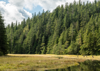 Une forêt pleine de poissons