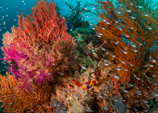 Supercoral