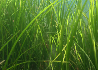 The oyster and the eelgrass