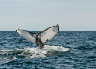 Whale city