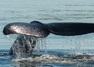 What's wrong with right whales?