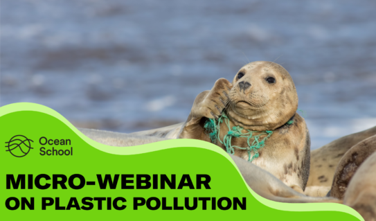 Video: Watch our micro-webinars on plastic pollution