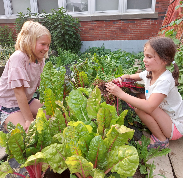 Two young girls are sitting in a garden and cultivating lettuce.
