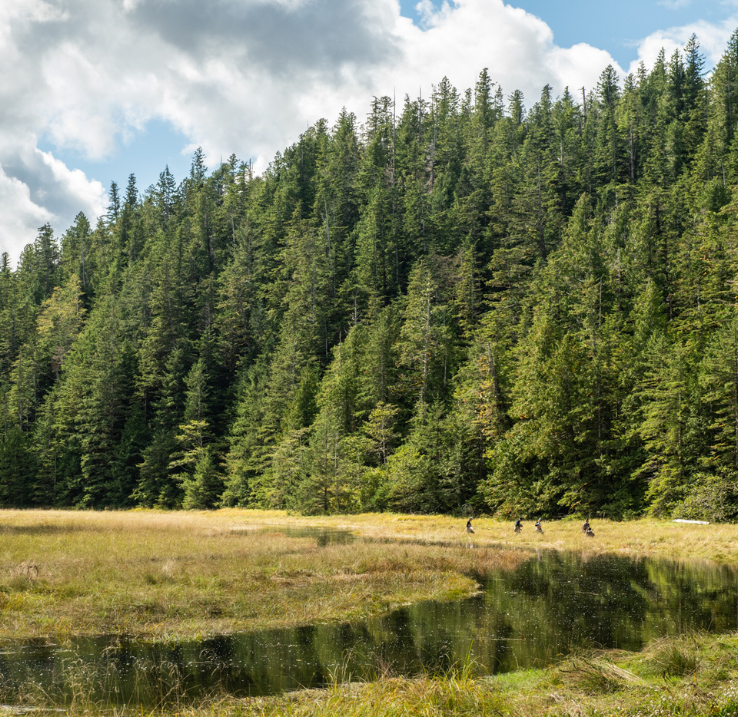 A wide wetland landscape at the foot of a conifer-covered mountain. In the distance, four people stand in the tall grass near the water.