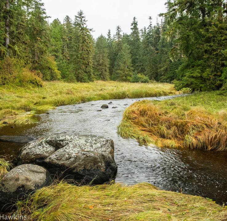 A stream runs through a forest of large conifers. Tall grasses and rocks line the stream.