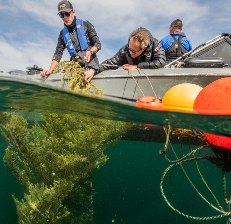 Youth host Jordan Wilson and biologist Boris Worm examine kelp from the side of a boat.