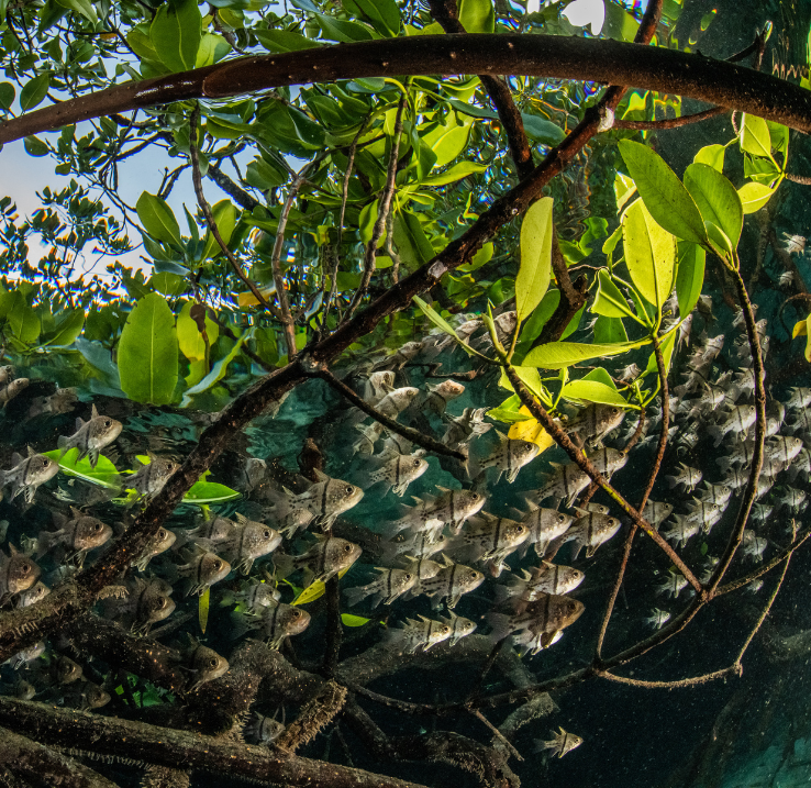 A group of small fish swim among winding mangrove trees with bright green leaves