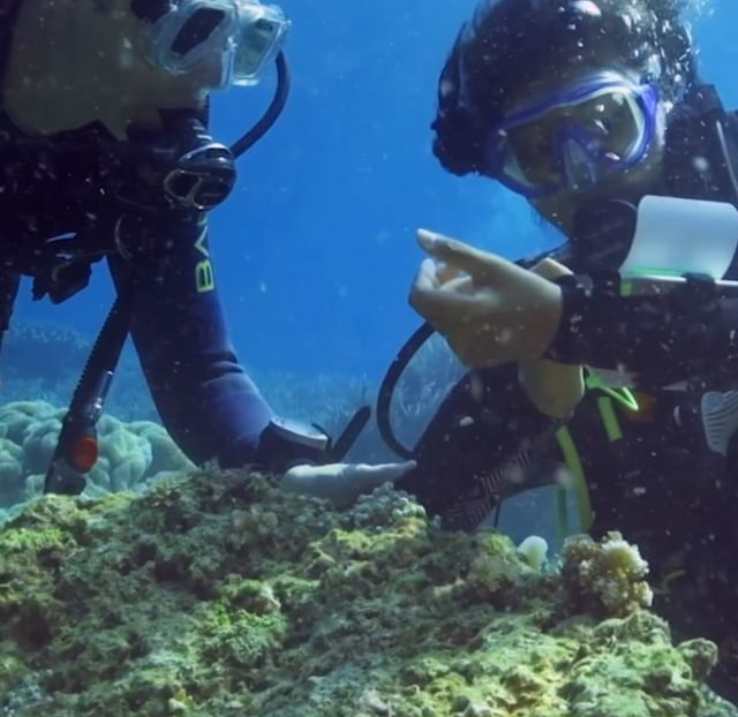 Two divers examining coral underwater.