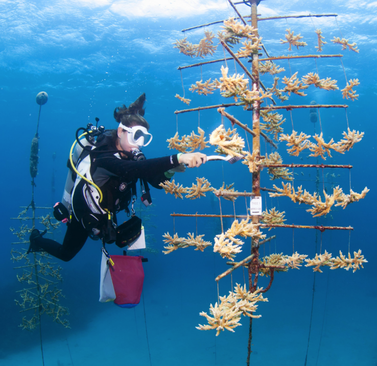 A scuba diver is using a brush to clean the algae off a coral tree at a coral restoration site in the Roatan Marine Park. The coral trees are made of plastic tubes and pipes that are arranged to look like branches of a tree, with coral fragments hanging from them.