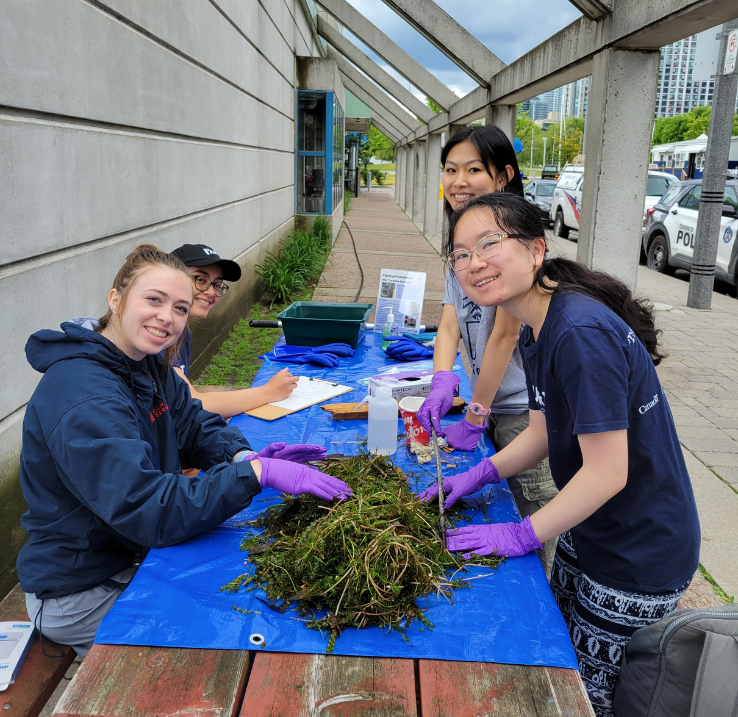 Four volunteers sit around a picnic table cleaning a pile of seaweed.