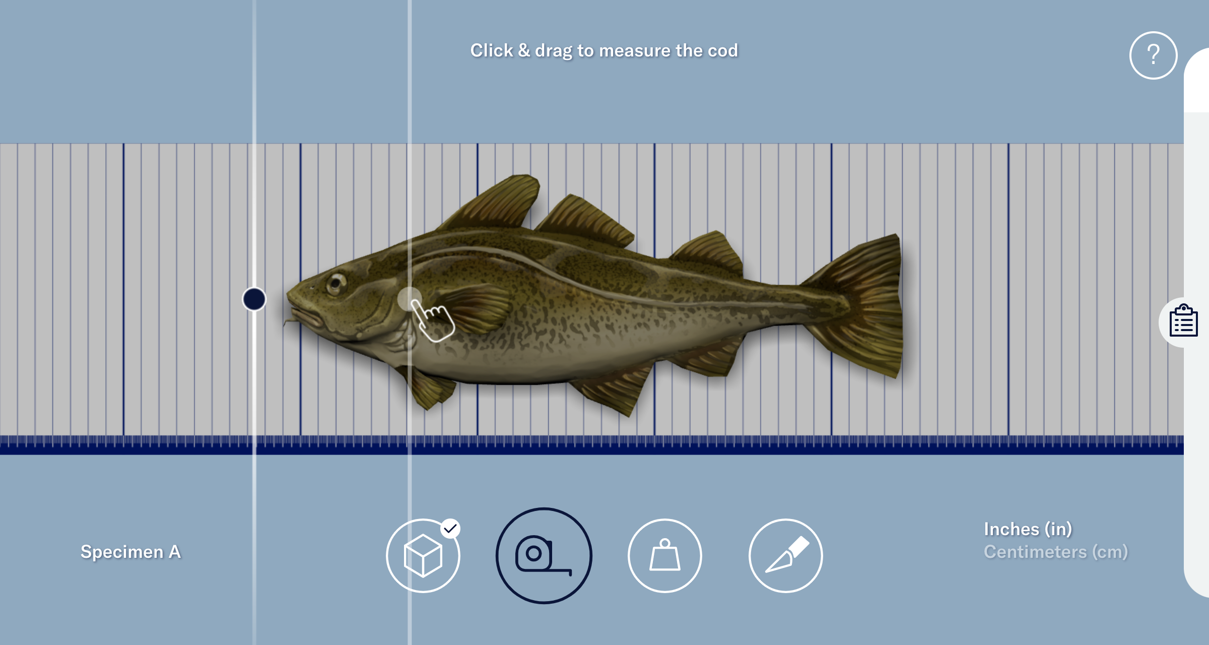A screenshot from the virtual dissection, "Anatomy of a cod" showing the user clicking and dragging on a virtual ruler to measure the cod's body.