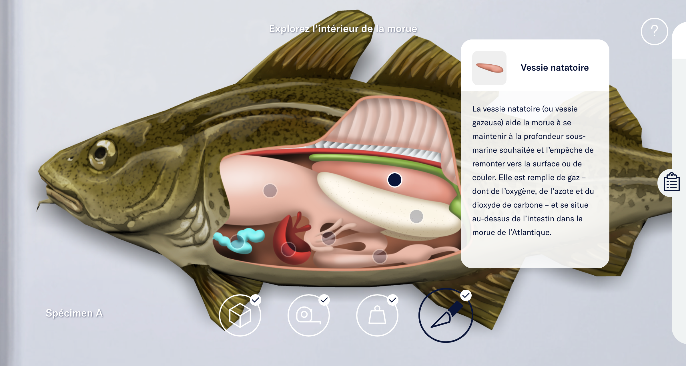Capture d’écran de la dissection virtuelle « Anatomie d’une morue » montrant une morue avec son côté ouvert pour montrer ses organes. Une boîte d’information décrit la vessie natatoire de la morue.