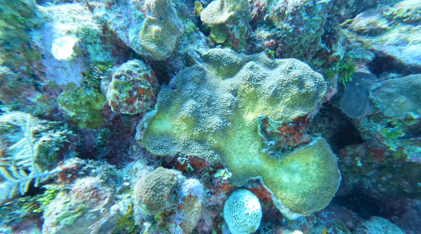 A partially bleached coral on a reef in the Roatan Marine Park. The coral is showing a gradient of bleaching, with it being the worst in the centre, where the coral is white, and becoming more colourful towards the outside of the coral structure.