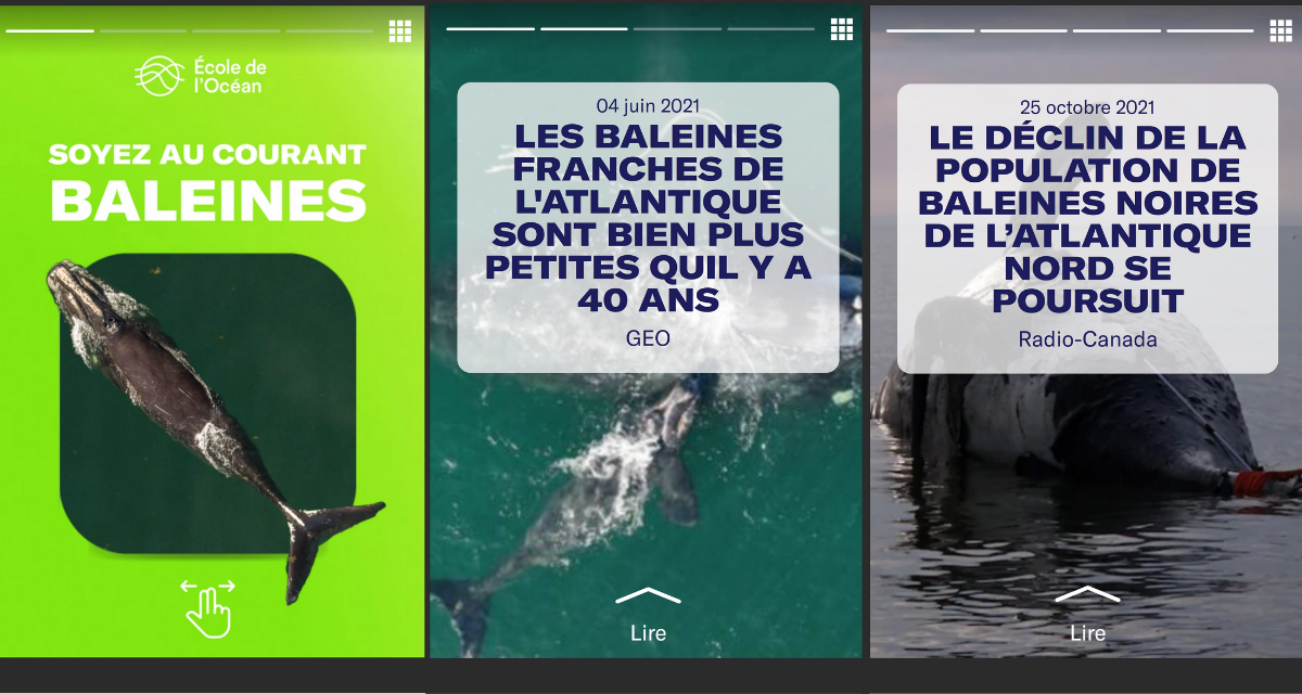 Capture d’écran de « Soyez au courant: Baleines franches » soulignant certains des titres des articles inclus dans l’expérience.