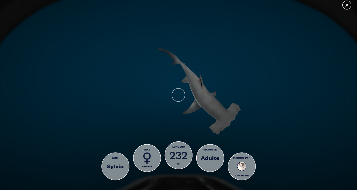 Capture d’écran de l’expérience de réalité virtuelle « Détective des profondeurs » montrant un requin marteau animé nageant sous l’eau. Quelques faits sur le requin sont affichés ci-dessous, y compris son sexe, sa maturité et sa longueur.