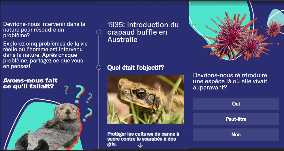 Trois captures d’écran de l'activité interactive « Interventions éthiques » qui explore ce qui se passe quand les humains interviennent dans la nature. La première capture d’écran montre une loutre avec la question « Devrions-nous intervenir dans la nature pour résoudre un problème? » suivie d’une invitation à explorer cinq études de cas. La deuxième capture d’écran montre une chronologie de l’introduction des crapauds buffles en Australie. La troisième capture d’écran montre les réponses des lecteurs à la question: « Devrions-nous réintroduire une espèce là où elle vivait? »