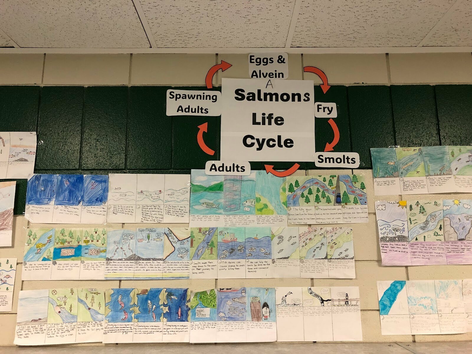 Student artwork showing the life cycle of a salmon. Over the drawings text reads: A Salmon’s Life Cycle. Eggs & Alvein. Fry. Smolts. Adults. Spawning Adults.