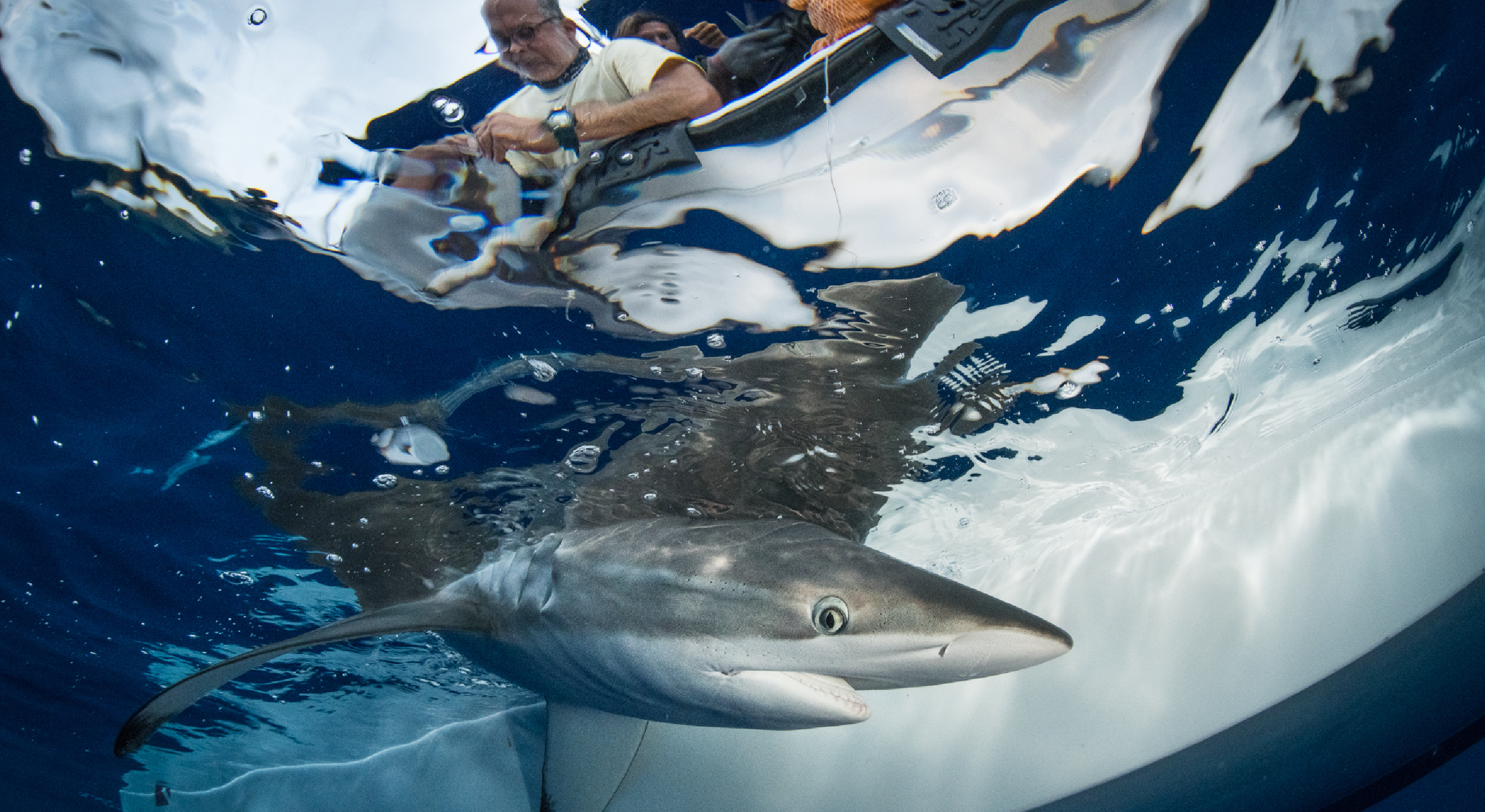 Shark tagging 360°