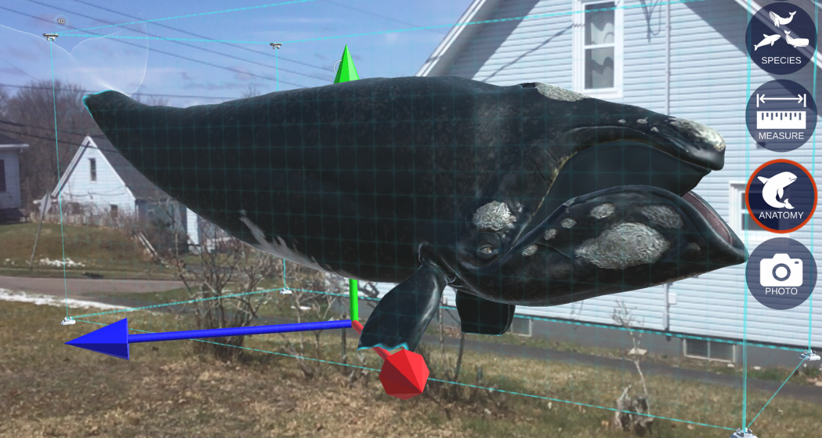 The augmented reality North Atlantic right whale from "Where's Whaledo" floats outside of a house in a rural environment.